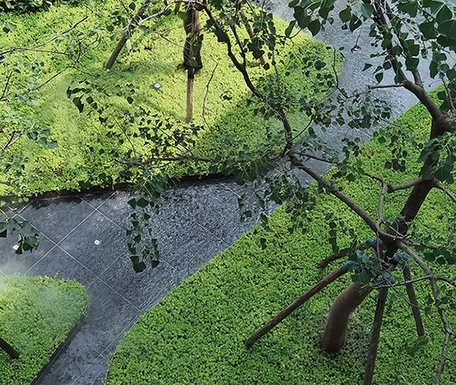 Sapium Sebiferum Waterscape | Zaohui Huang