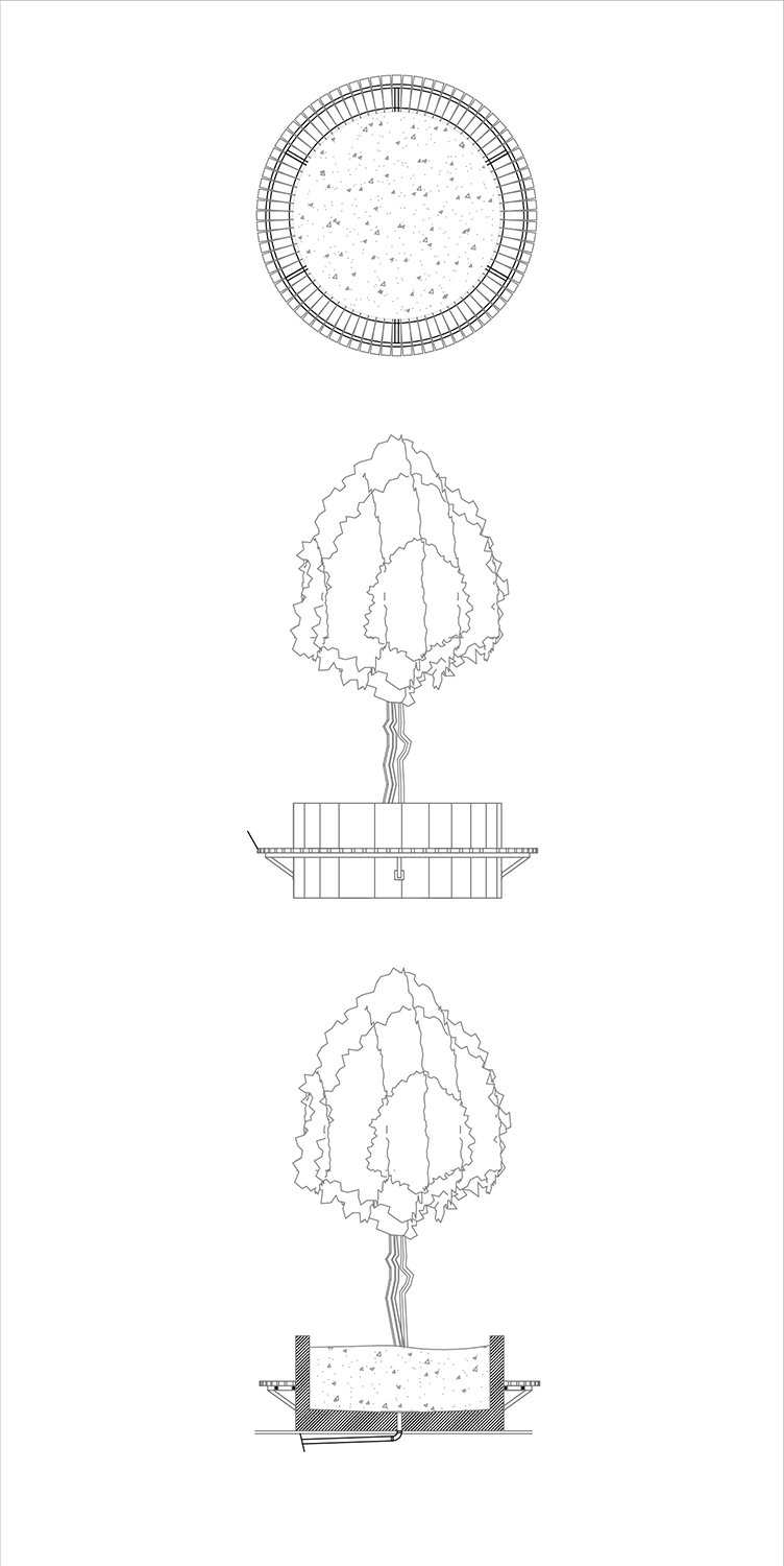 Tree Detail 1 | Antalya Metropolitan Municipality Archive