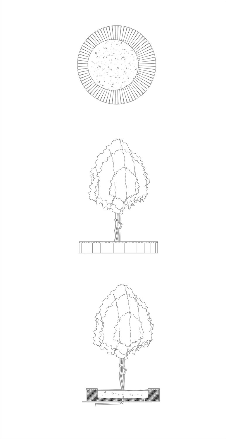 Tree Detail 2 | Antalya Metropolitan Municipality Archive