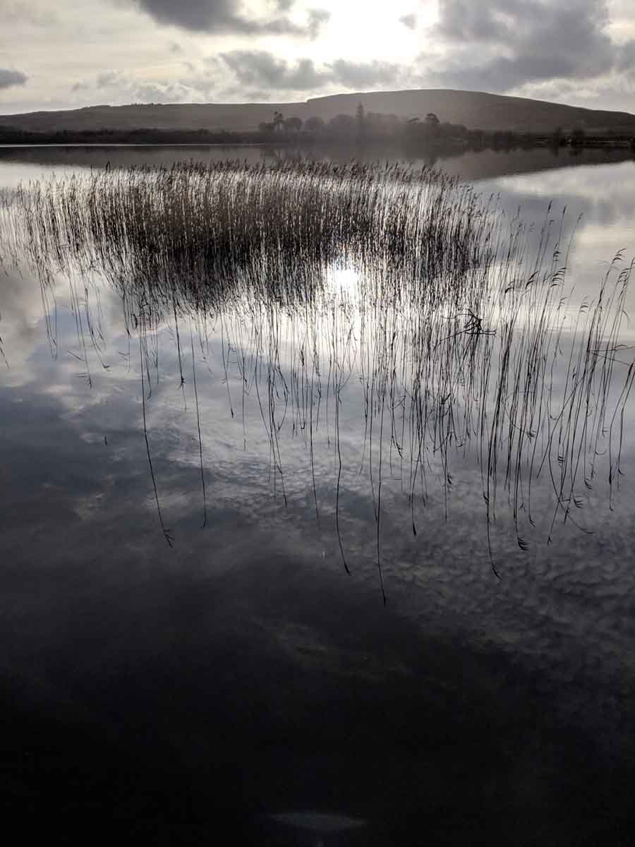 Reeds and reflections | Ian Ritchie Architects Ltd