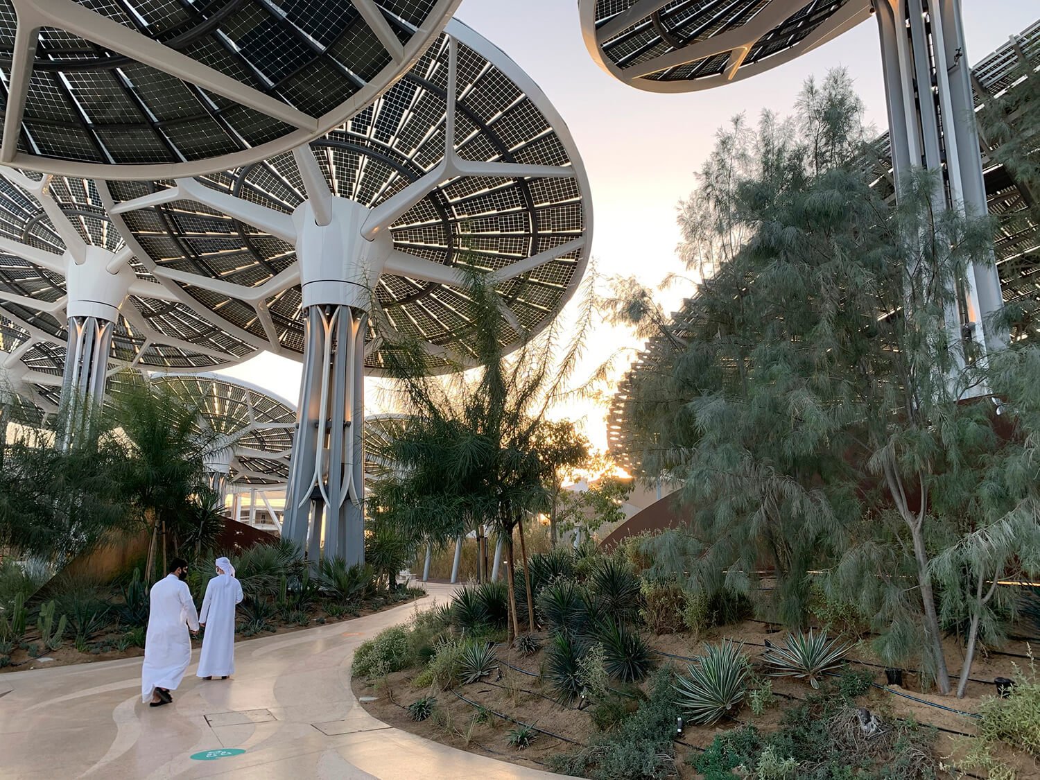 Landscape and E-trees surrounding the main pavilion | Desert Inc