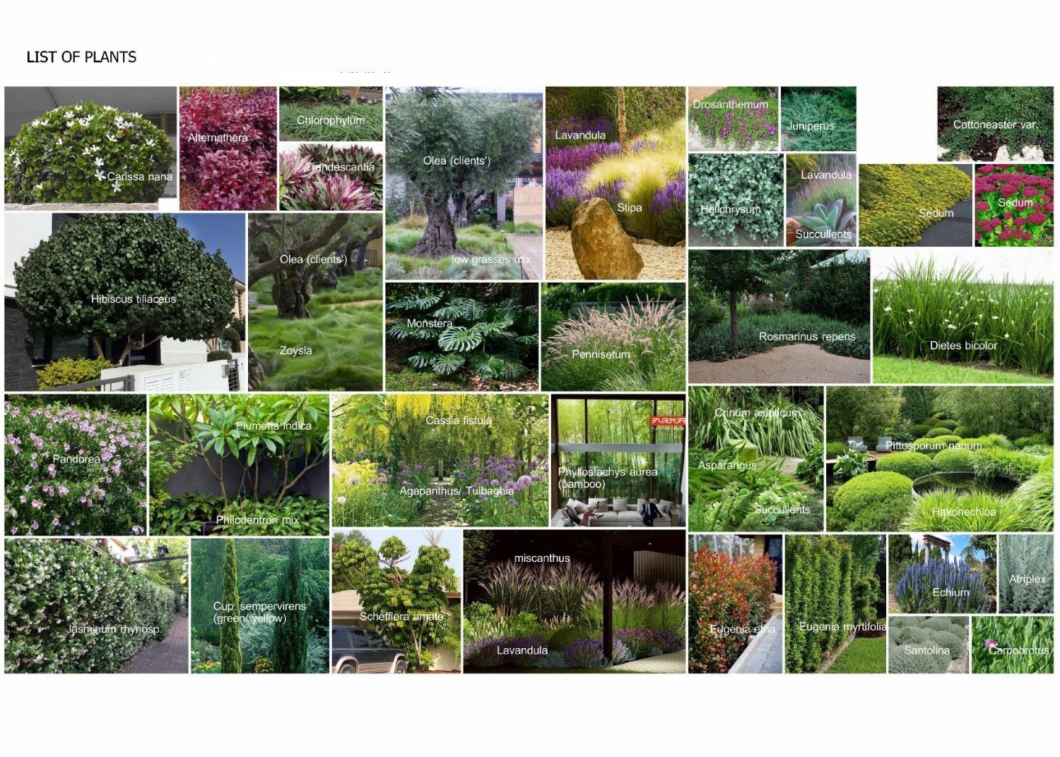 list of plants | solomou landscaping