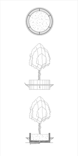 Tree Detail 1 | Antalya Metropolitan Municipality Archive