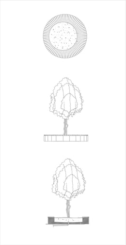 Tree Detail 2 | Antalya Metropolitan Municipality Archive