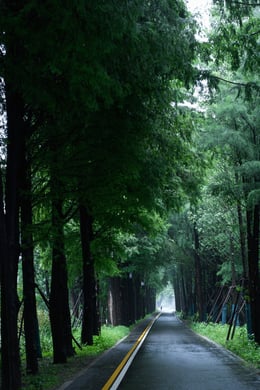 The metasequoia forest road | Nanxi Space Image