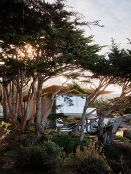 Morning light streams through the Monterey Cypress trees that envelop the home. | Joe Fletcher