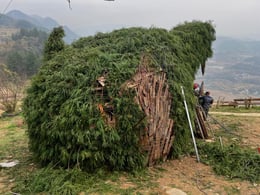 Covered with pine branches after planting vines | Do Union
